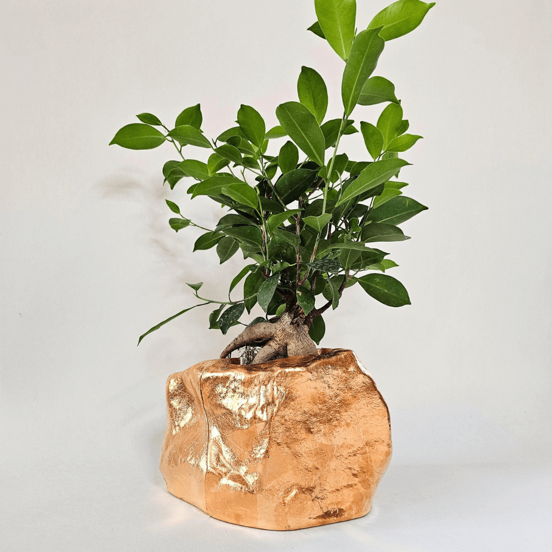 Botanyia™ Designer Blumentopf - Eleganz trifft auf Funktionalität