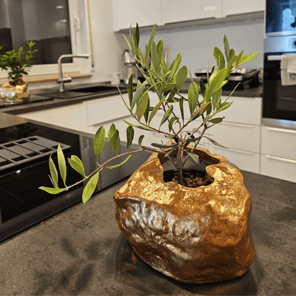 Botanyia™  Designer Blumentopf - Eleganz trifft auf Funktionalität