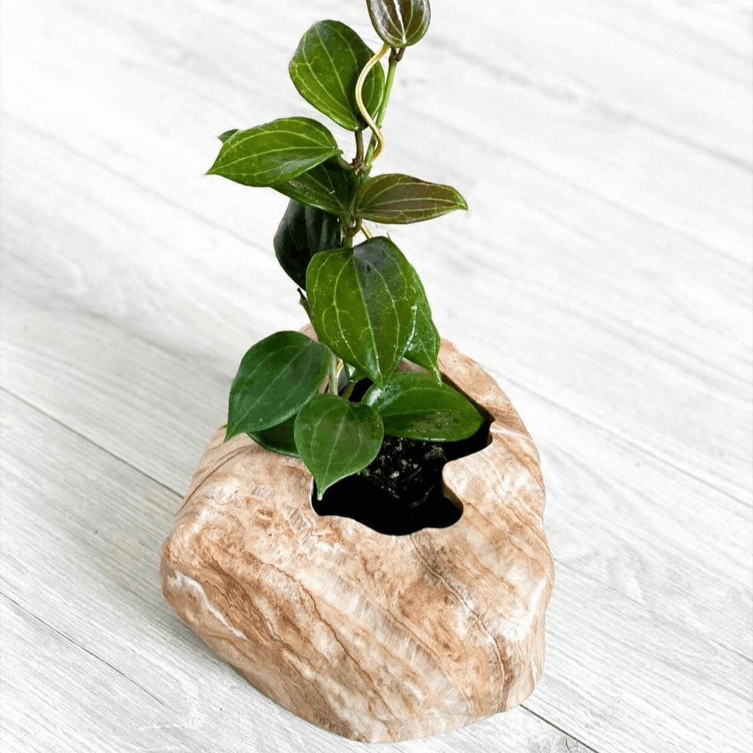 Botanyia™  Designer Blumentopf - Eleganz trifft auf Funktionalität