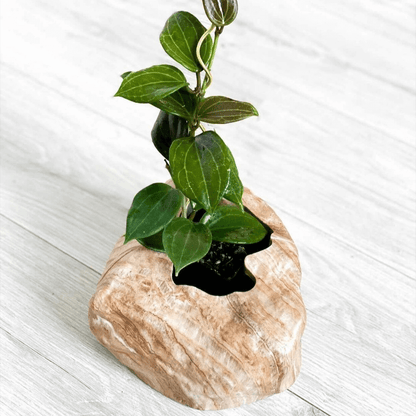 Botanyia™  Designer Blumentopf - Eleganz trifft auf Funktionalität